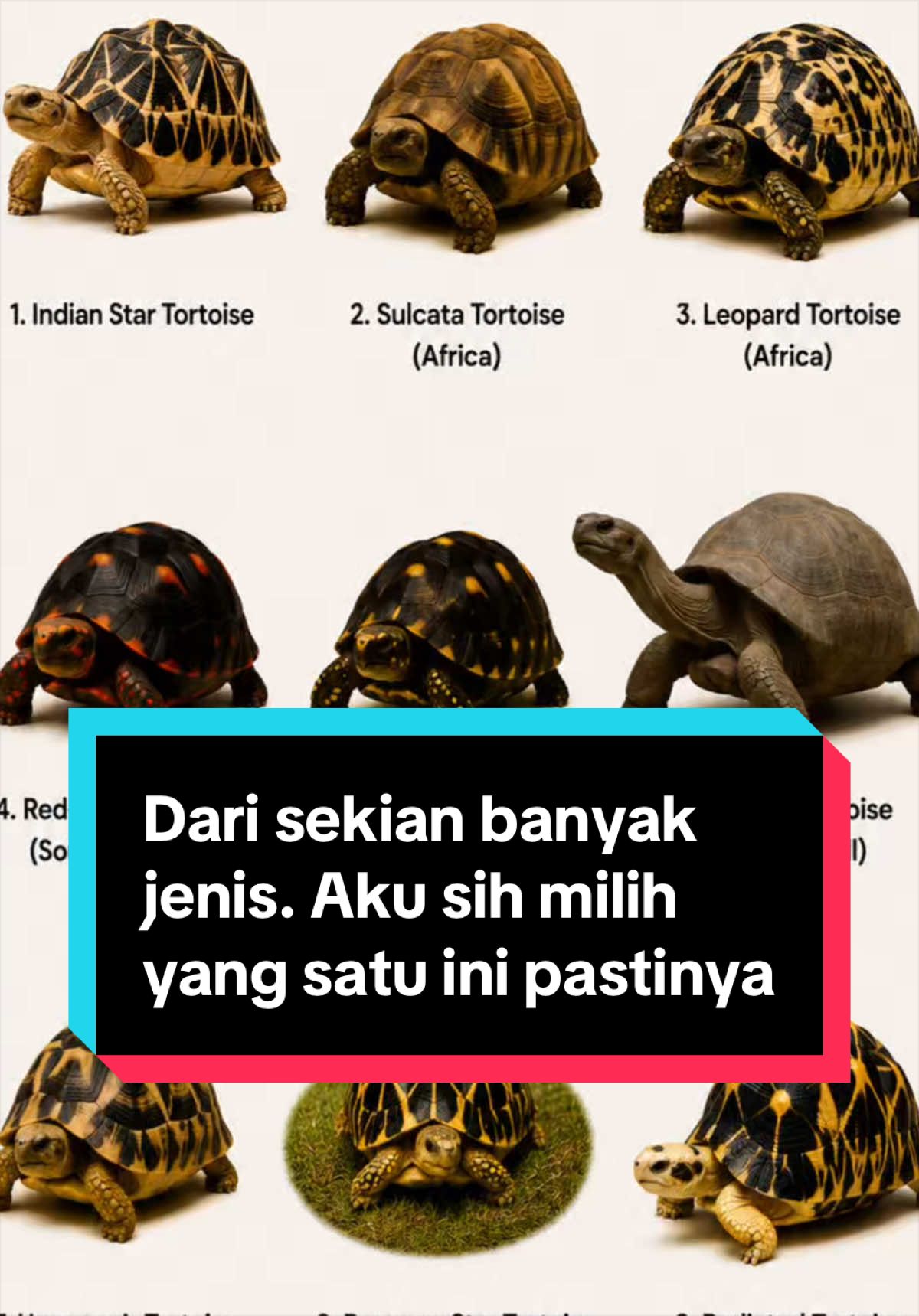 @Tortoisesworld