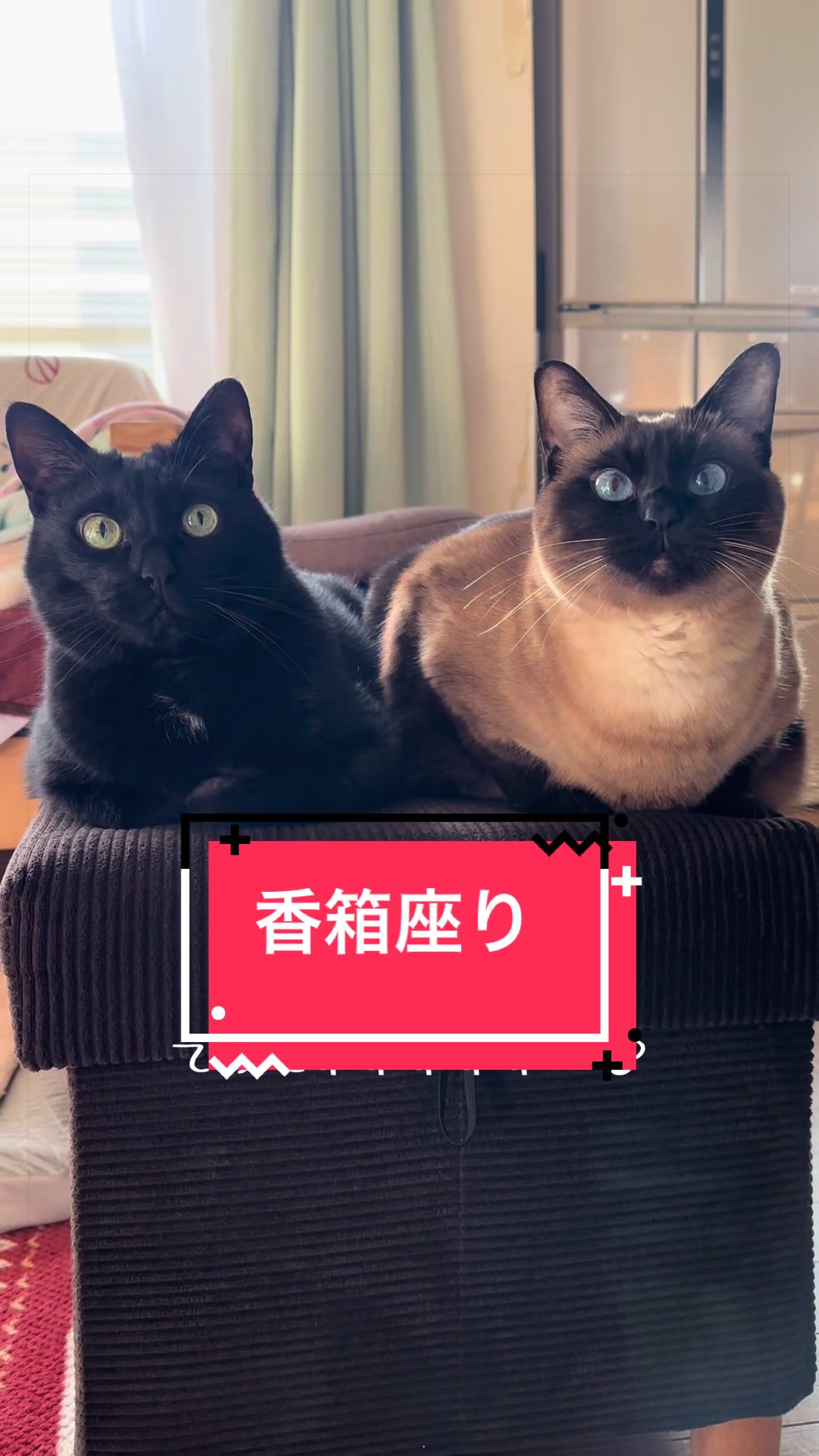 @うちのコレンジャー