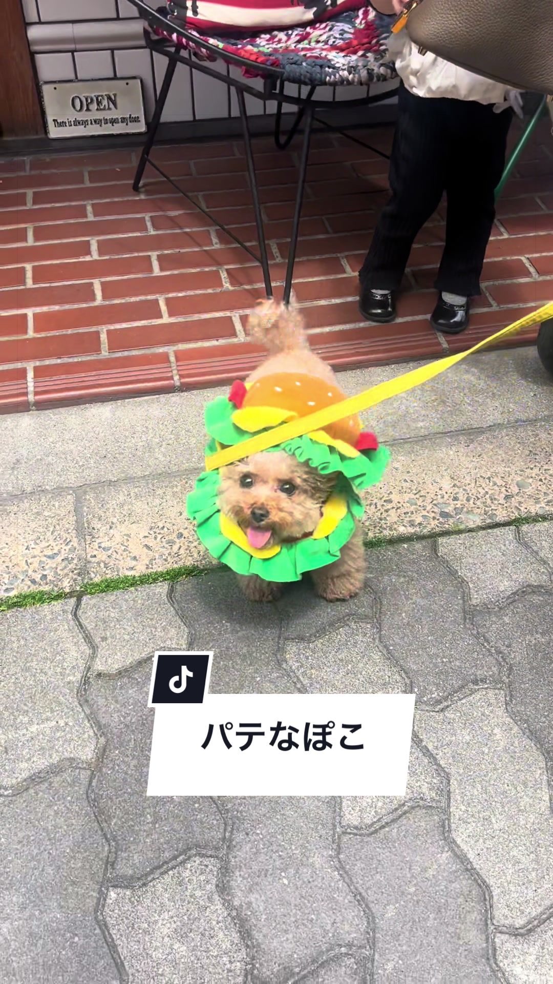 @しゃこたん犬ぽこ🐶🐰with子分