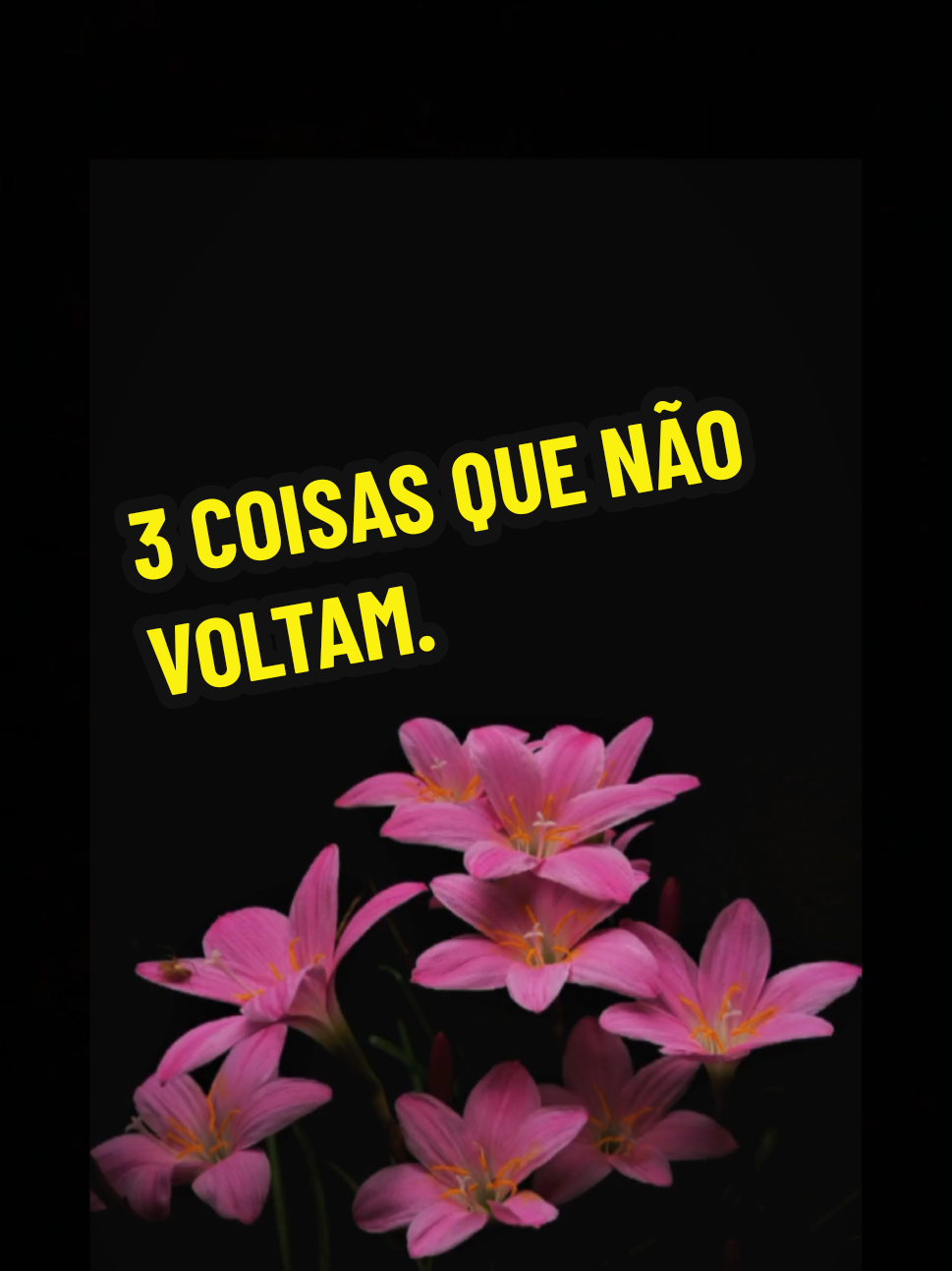 @Silvia Helena.