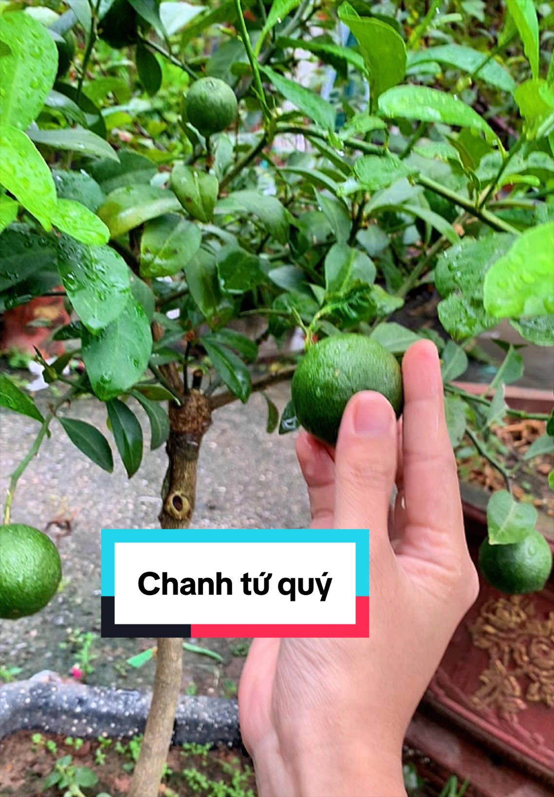 @Shop mẹ v&agrave; b&eacute; d&acirc;u t&acirc;y