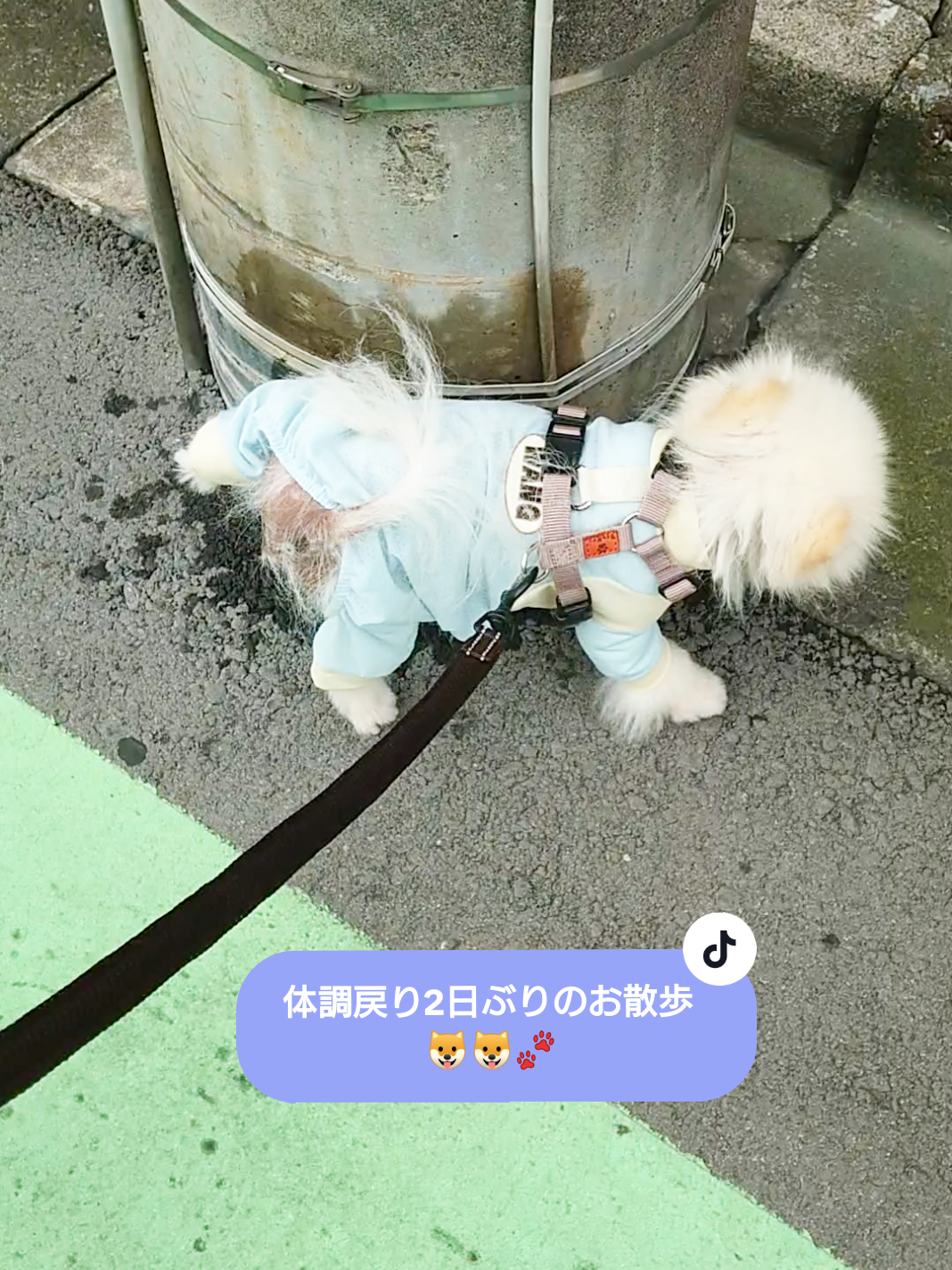 @ゆりあ&ぽんた🐶🐾