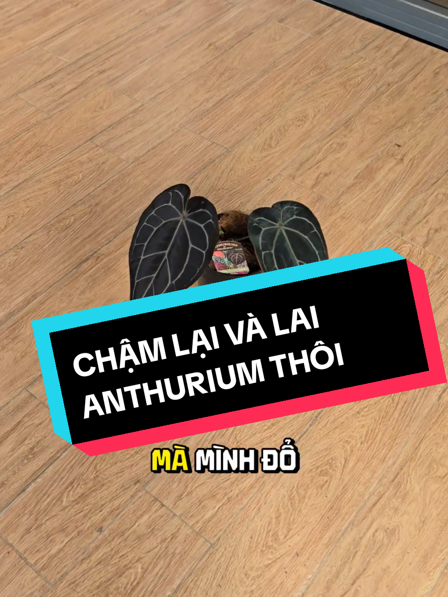 @trainoitam