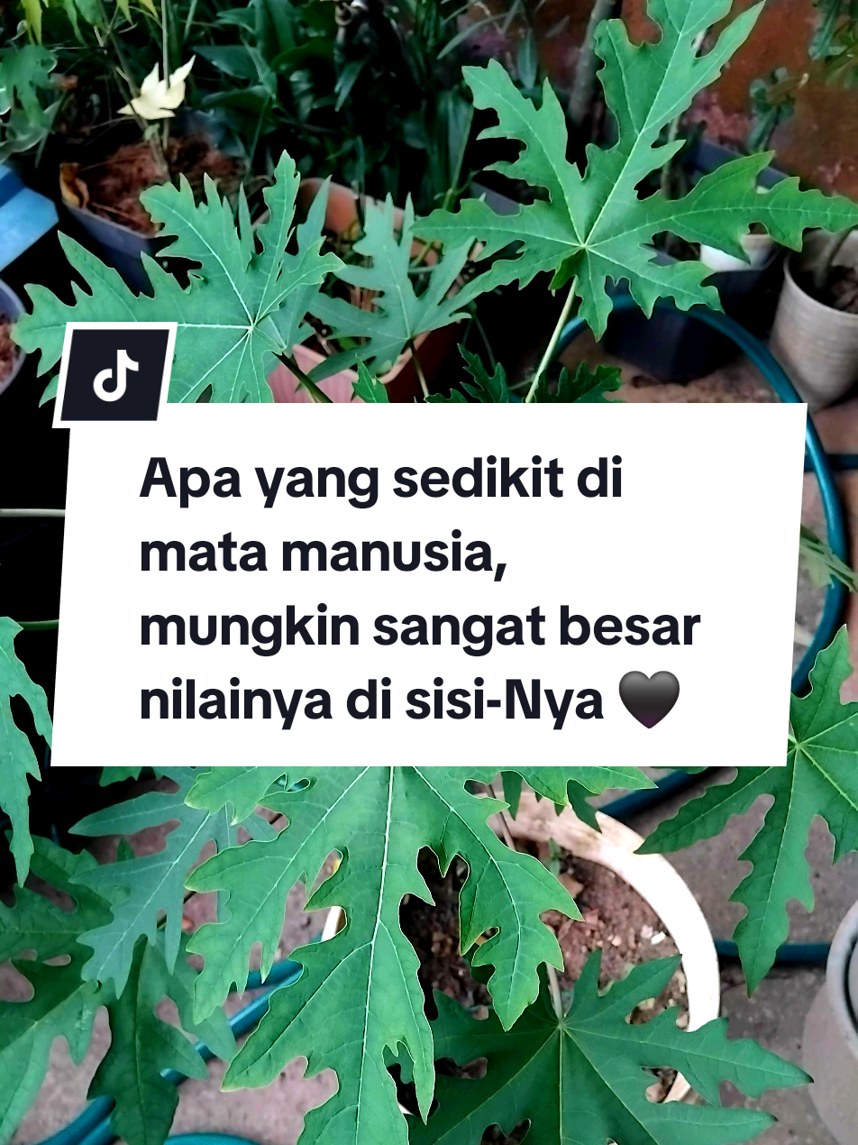 @Hayati Mummiey