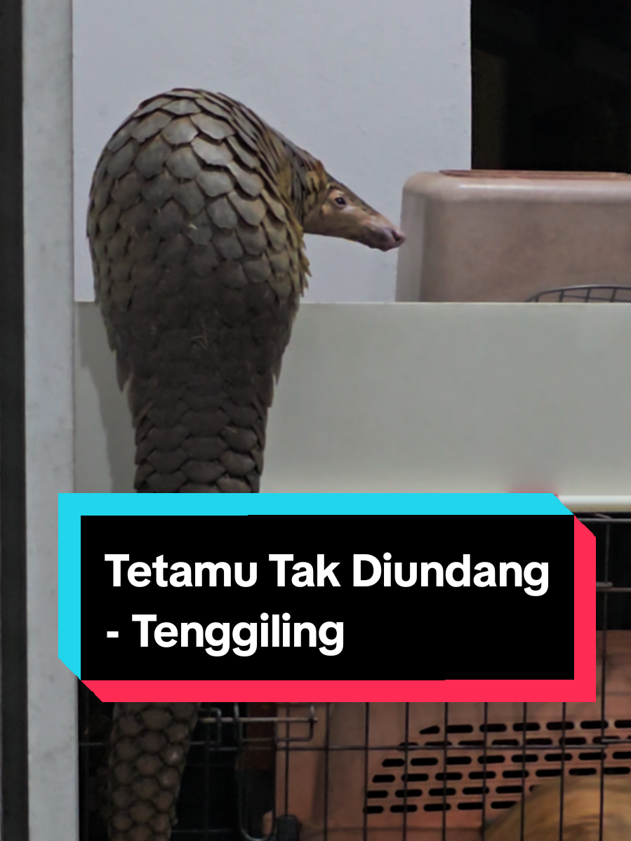 @Abam Teh