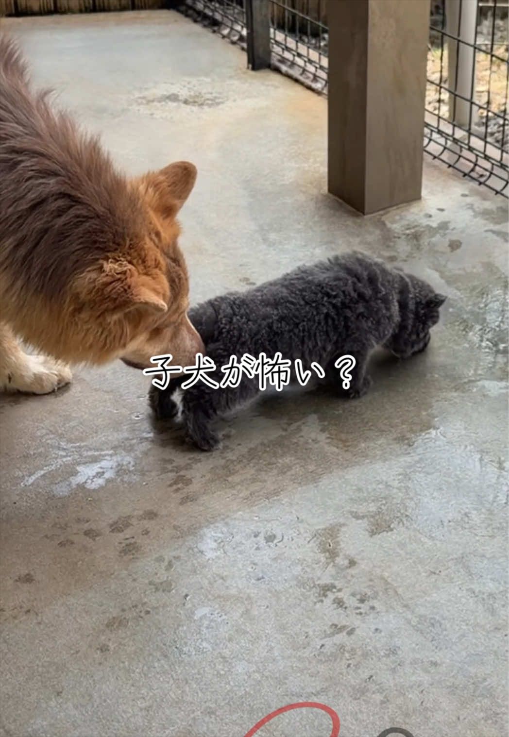 @ローズウルフ/ウルフドッグ犬舎