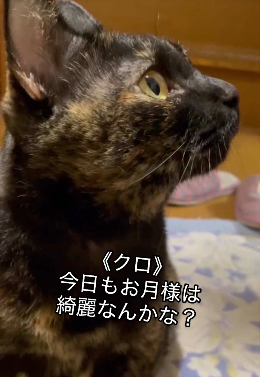 @聴々物語PROJECT