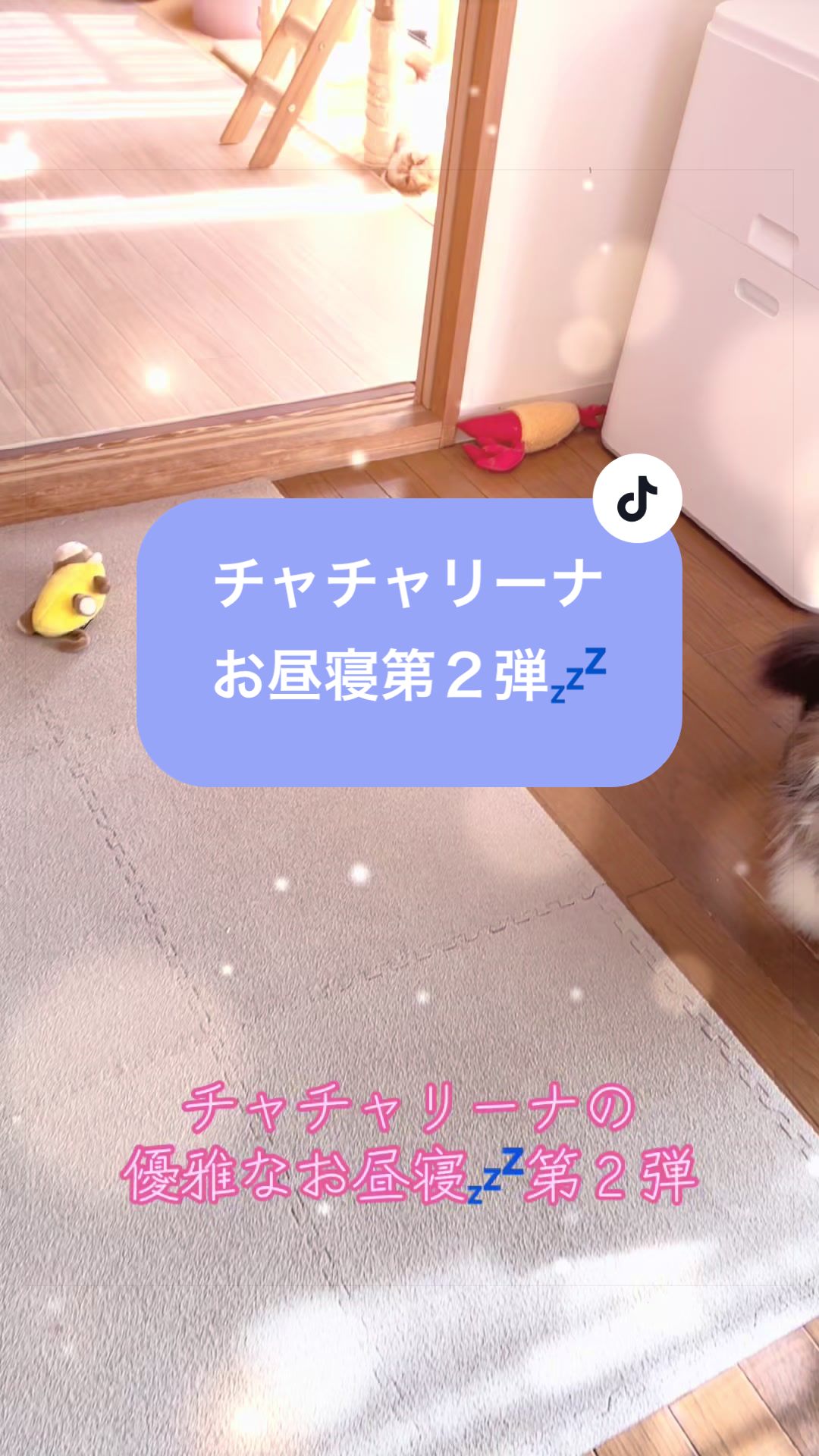 @chataro🐾🍯family