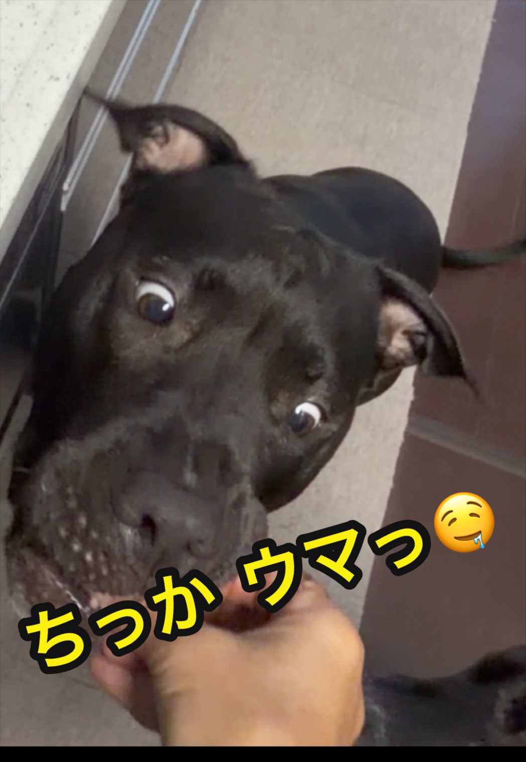 @✌︎·͜·(PᗜN)·͜· ︎︎ᰔᩚ