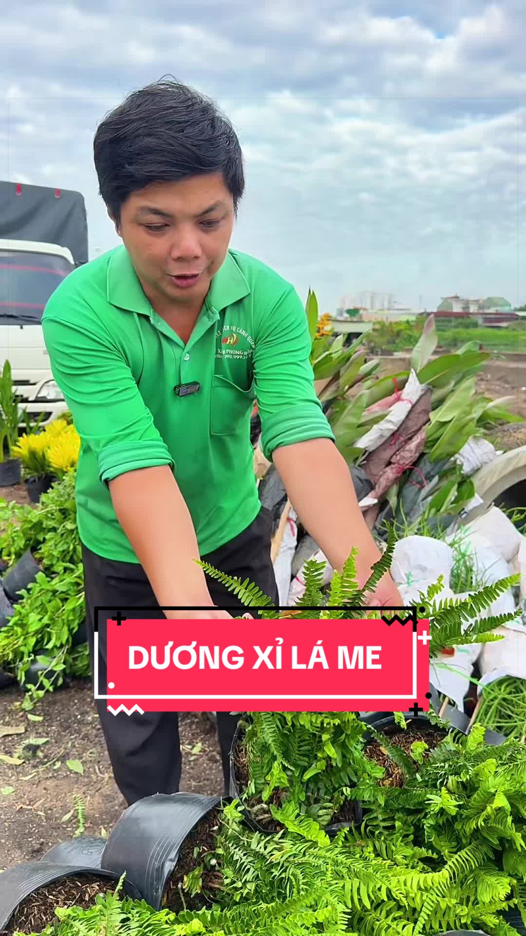 @Cây Xanh Phong Hồng