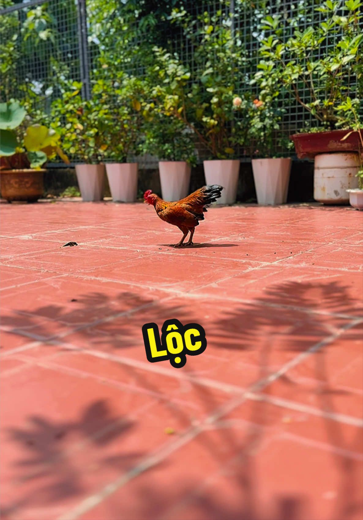 @Eddy Hoàng Gà Tre Bắc Cộc