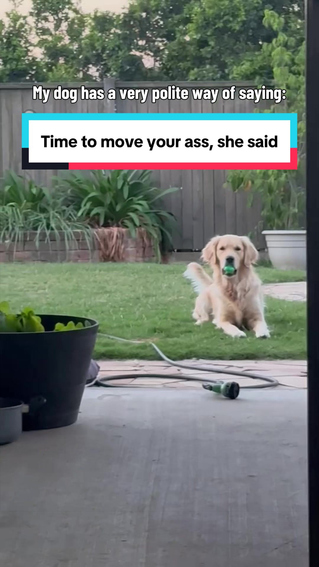 @3goldenretriever