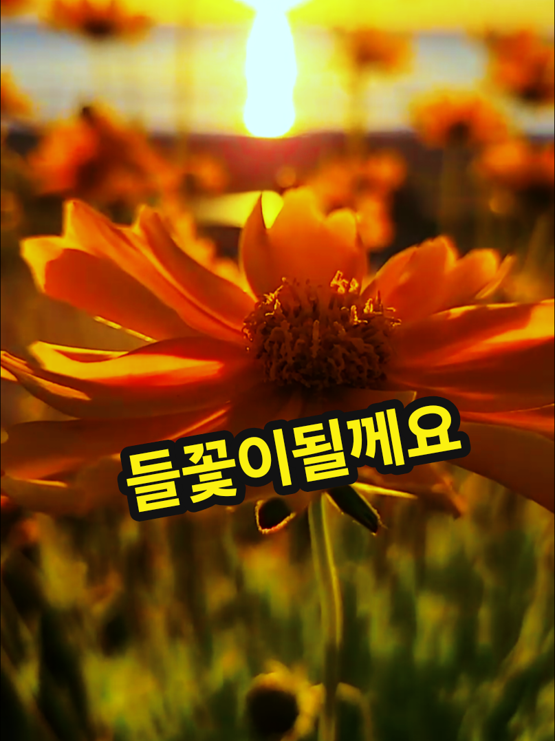 @๐herodonghae๐(ํ์ด๋ก๋ํด)