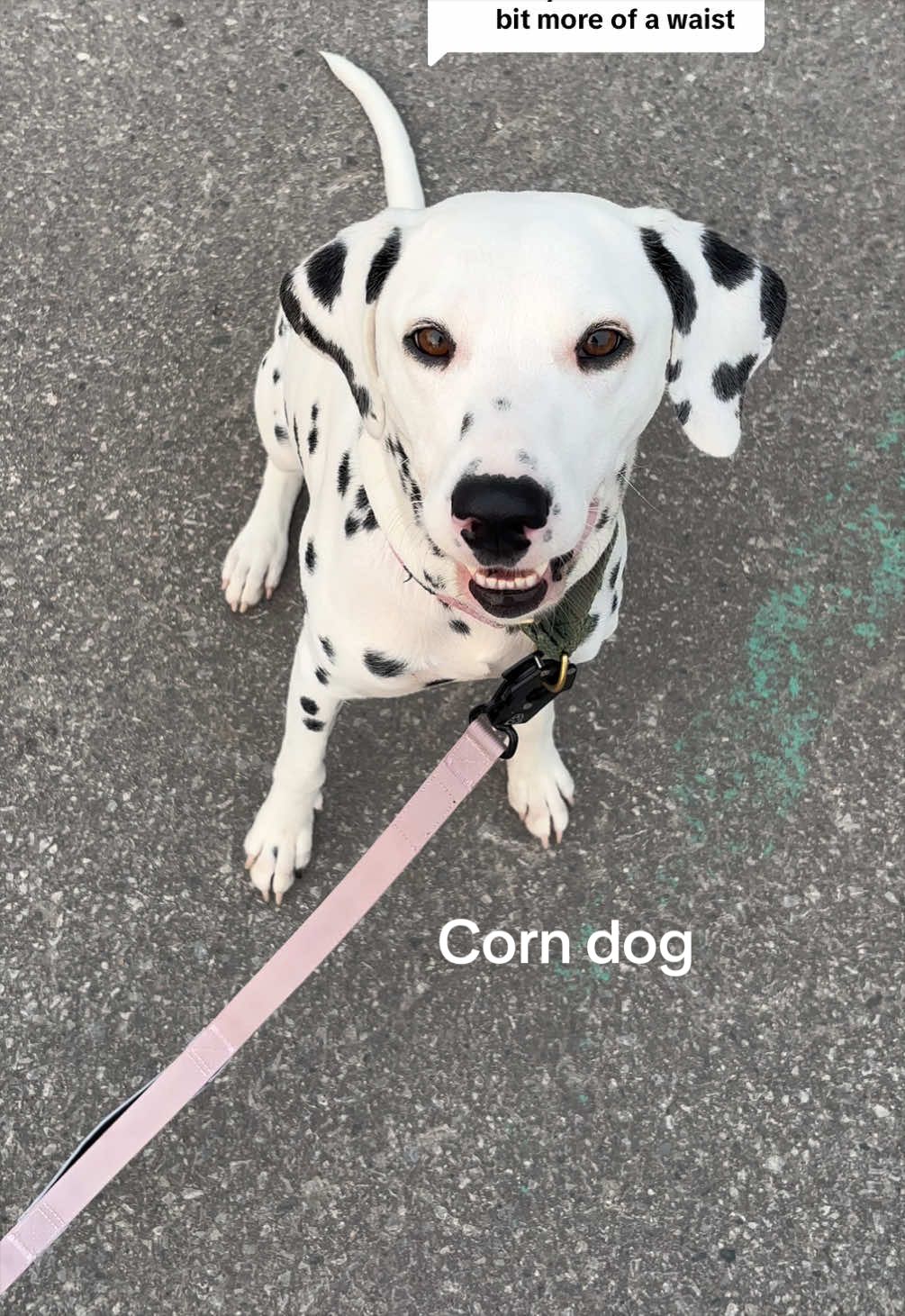 @Nevada the Dalmatian