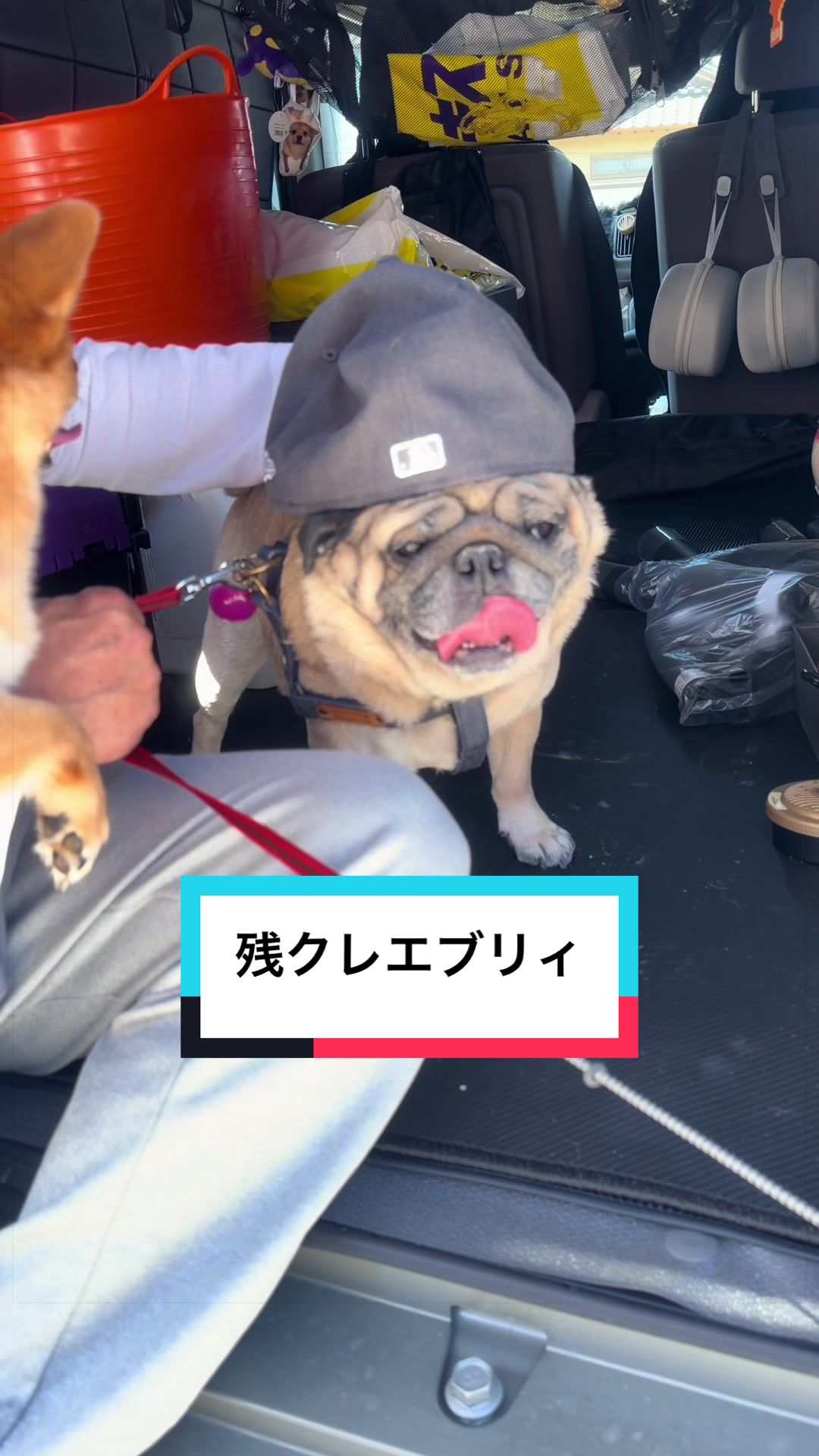 @🐶とん&ぺっぺこぺー🦊