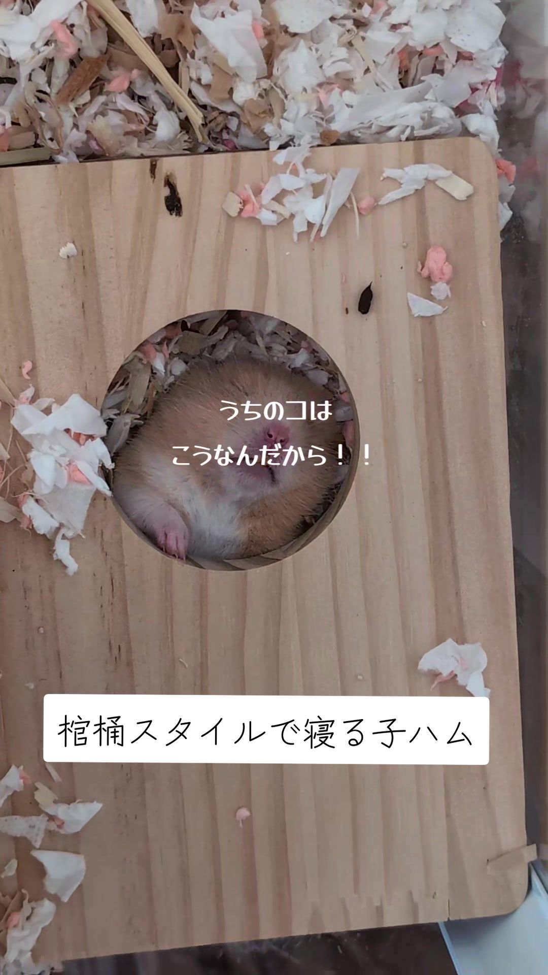 @鼻声🐹主婦