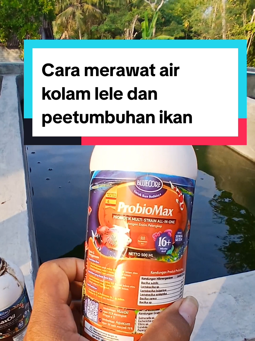 @Kang_Ewi