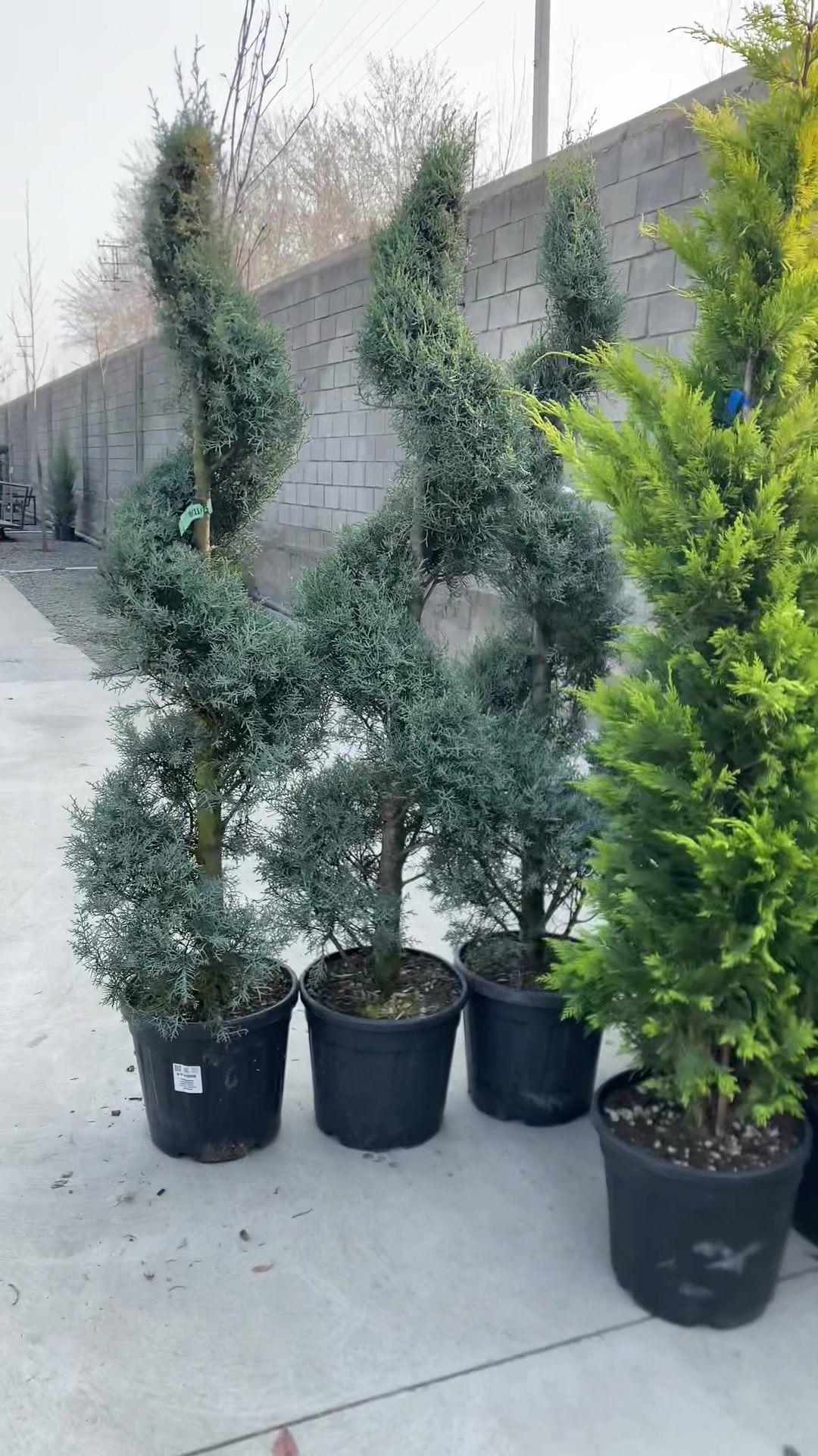 @green_osh