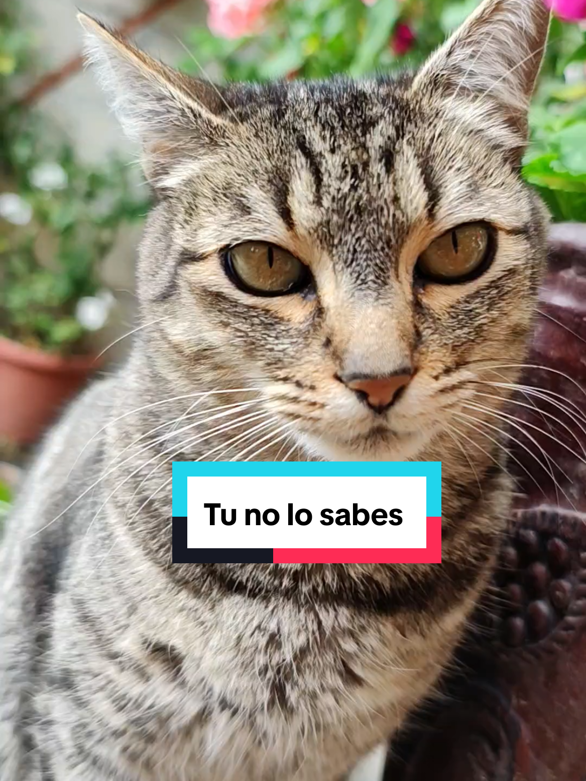 @Lunita🐱🌜
