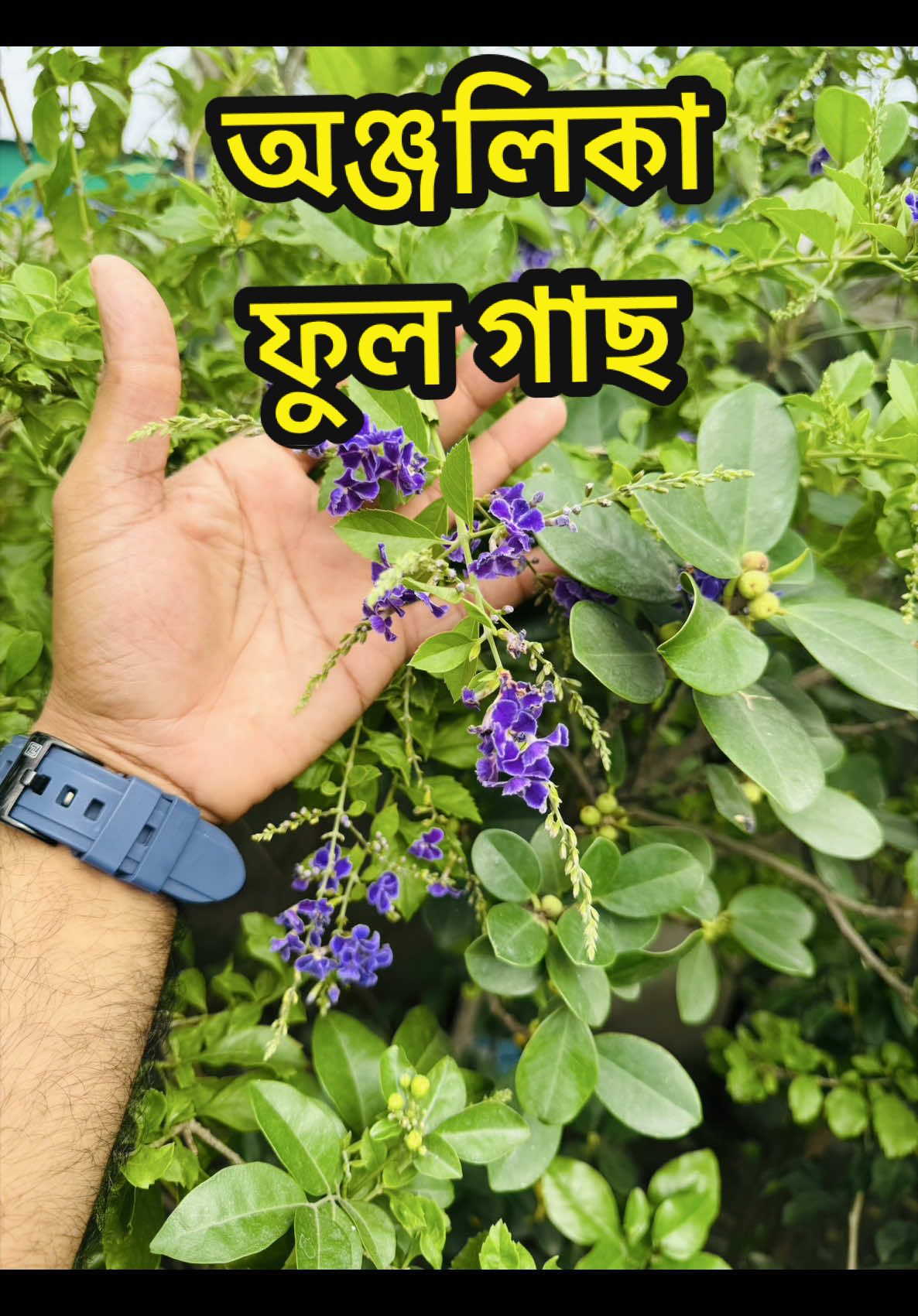 @Aqib Asif Trading (Ovi)
