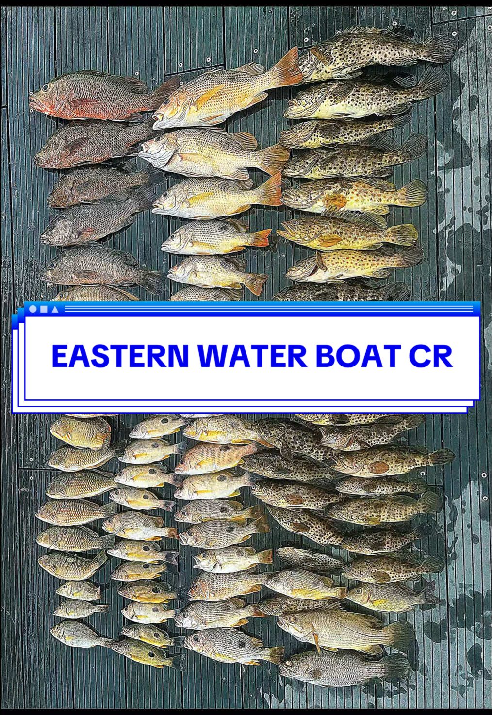 @FishwrexSG