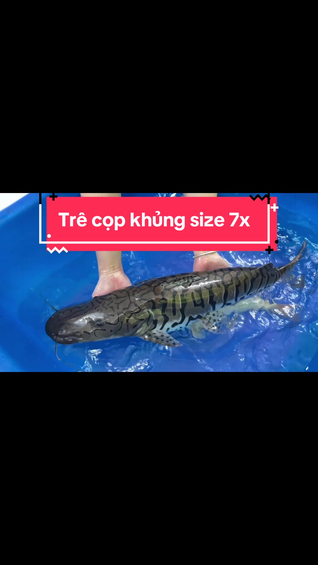 @Phát Đạt Bán Cá 😎🐠🦈