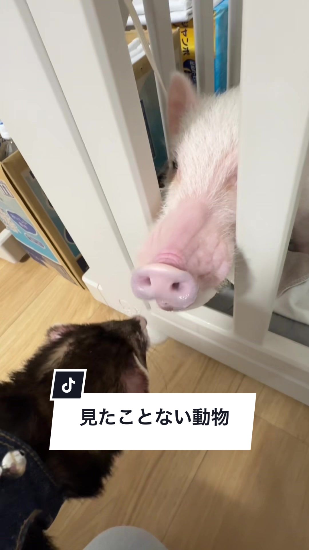 @めんべぇ家🐽💢