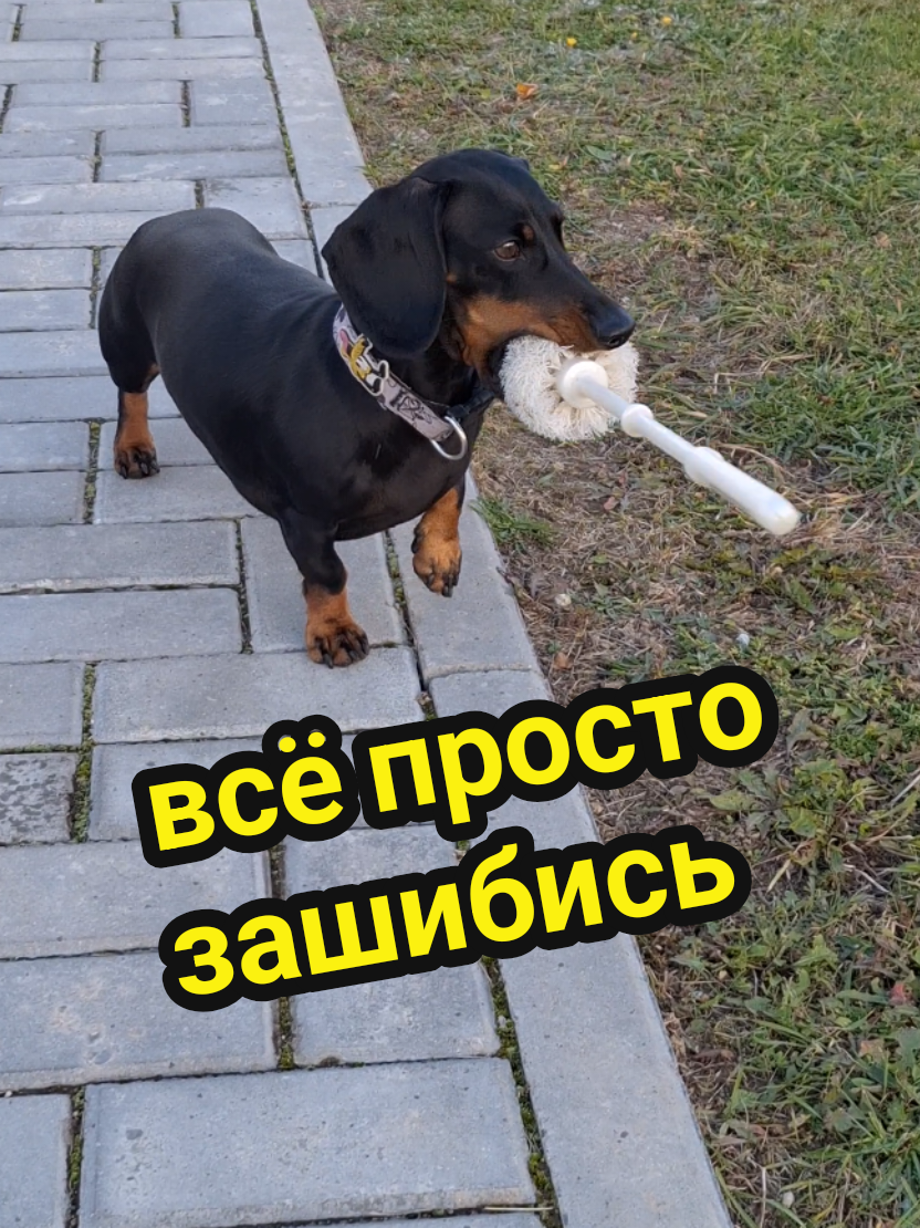 @ШПУЛЬКА. Весёлая такса!