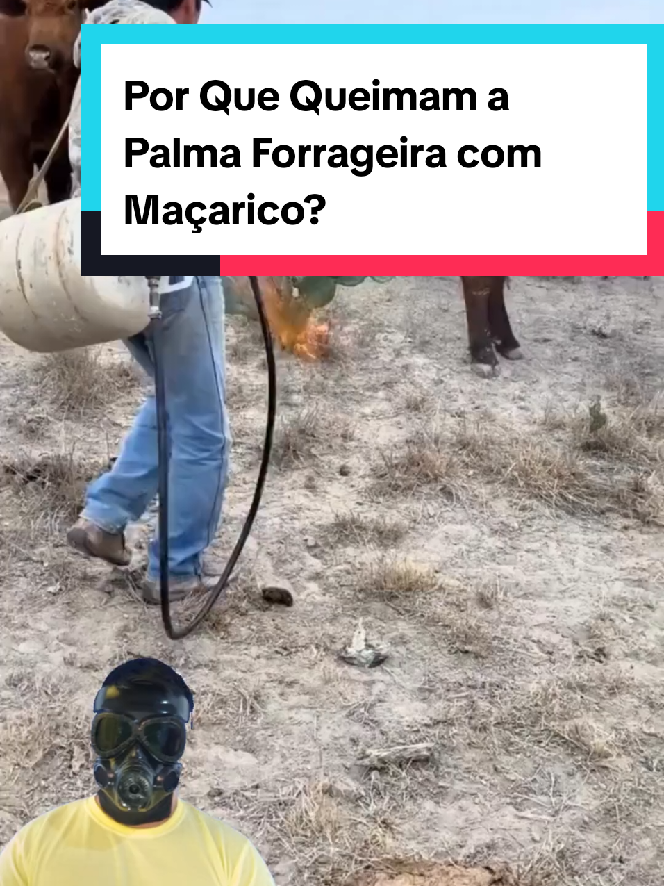 @Mundo da Curiosidades