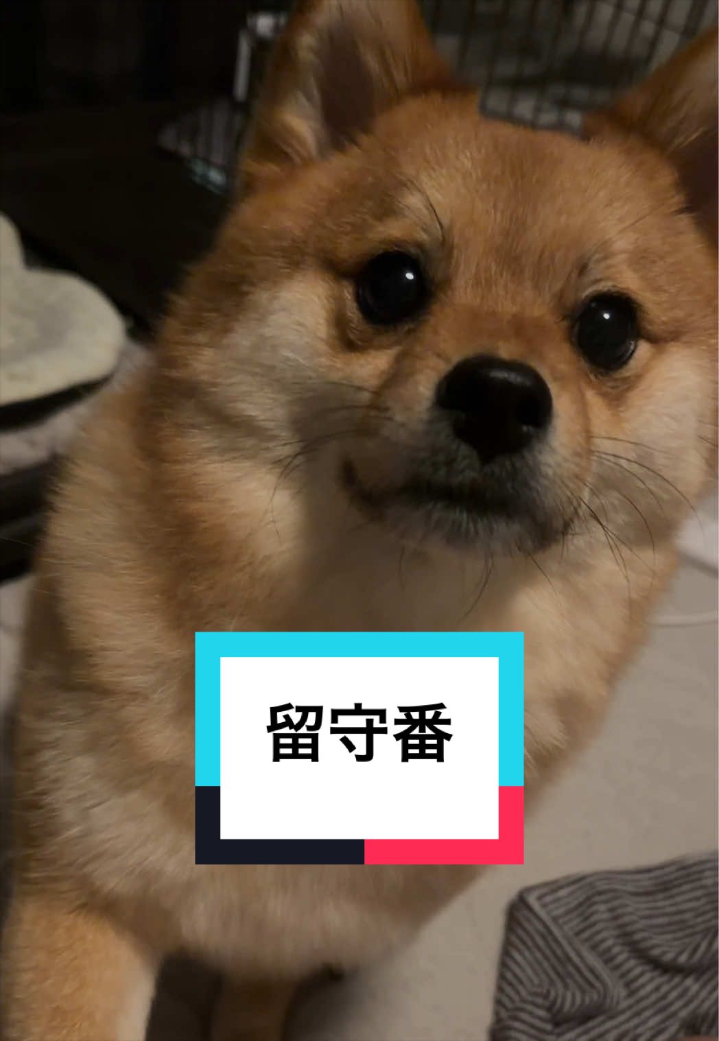 @🐶とん&ぺっぺこぺー🦊