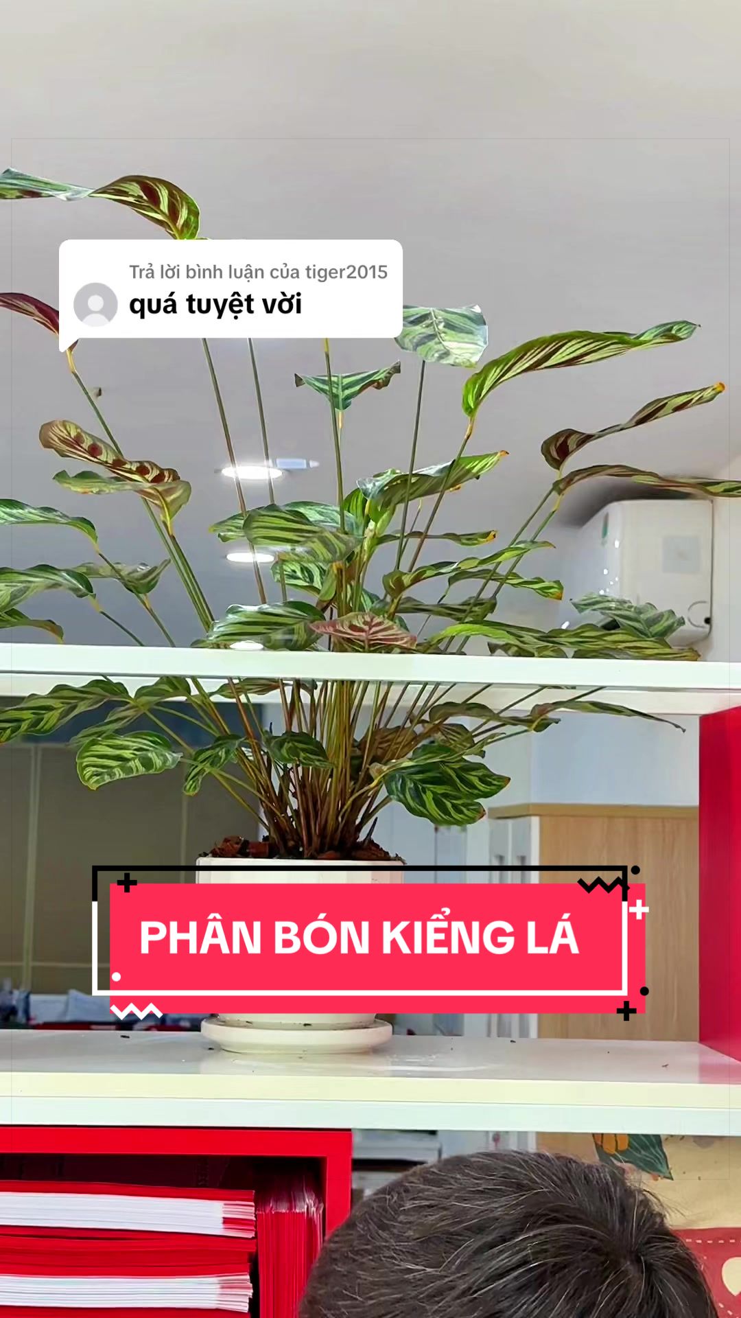 @C&acirc;y Xanh Phong Hồng