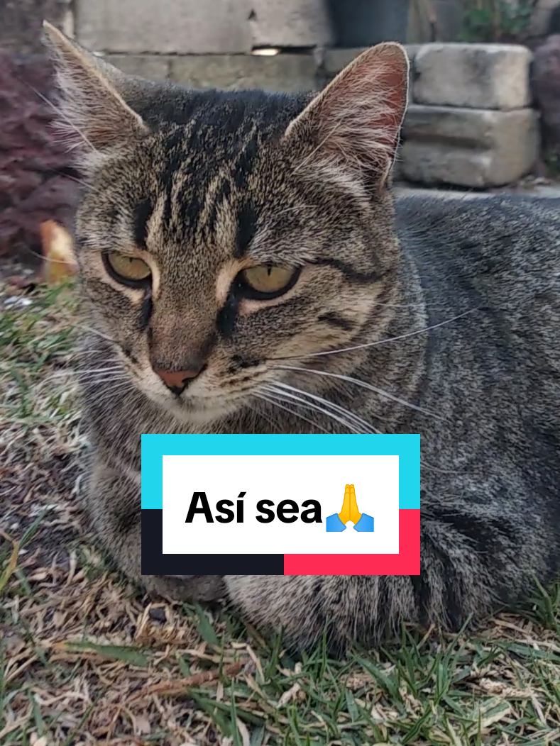 @Lunita🐱🌜