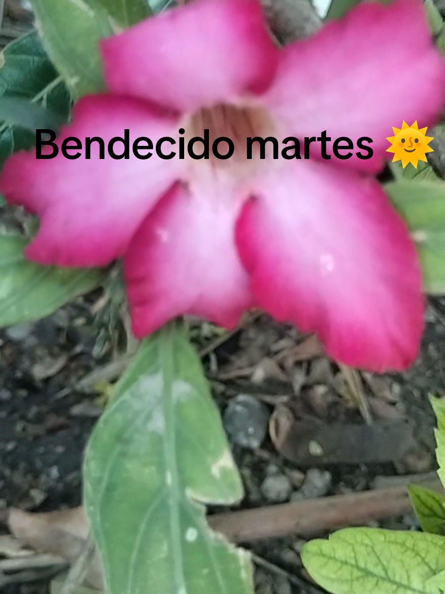 @erikaeligio