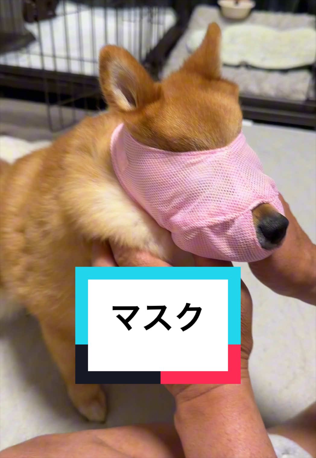 @🐶とん&ぺっぺこぺー🦊