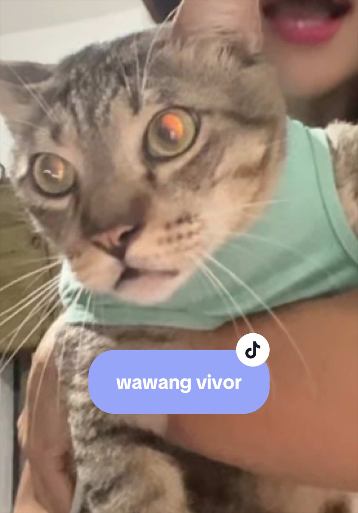 @17meows
