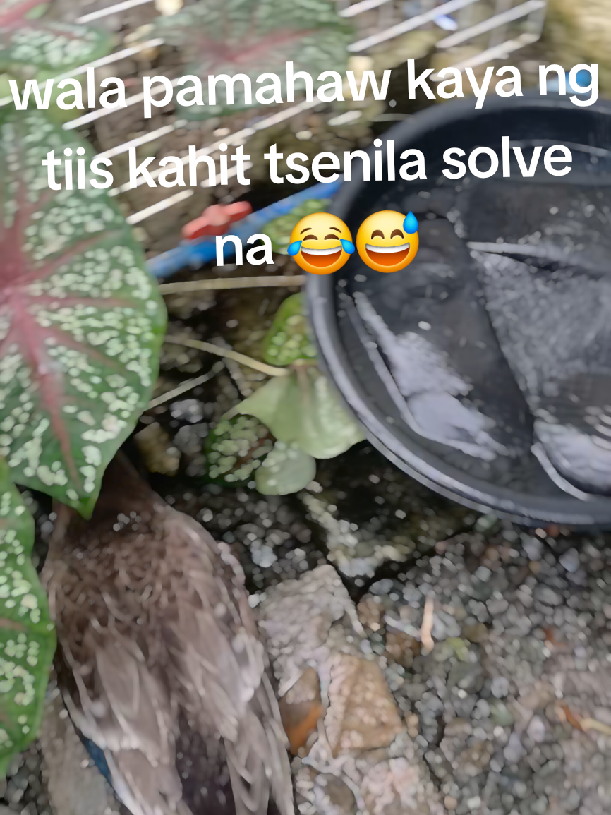 @renantepet