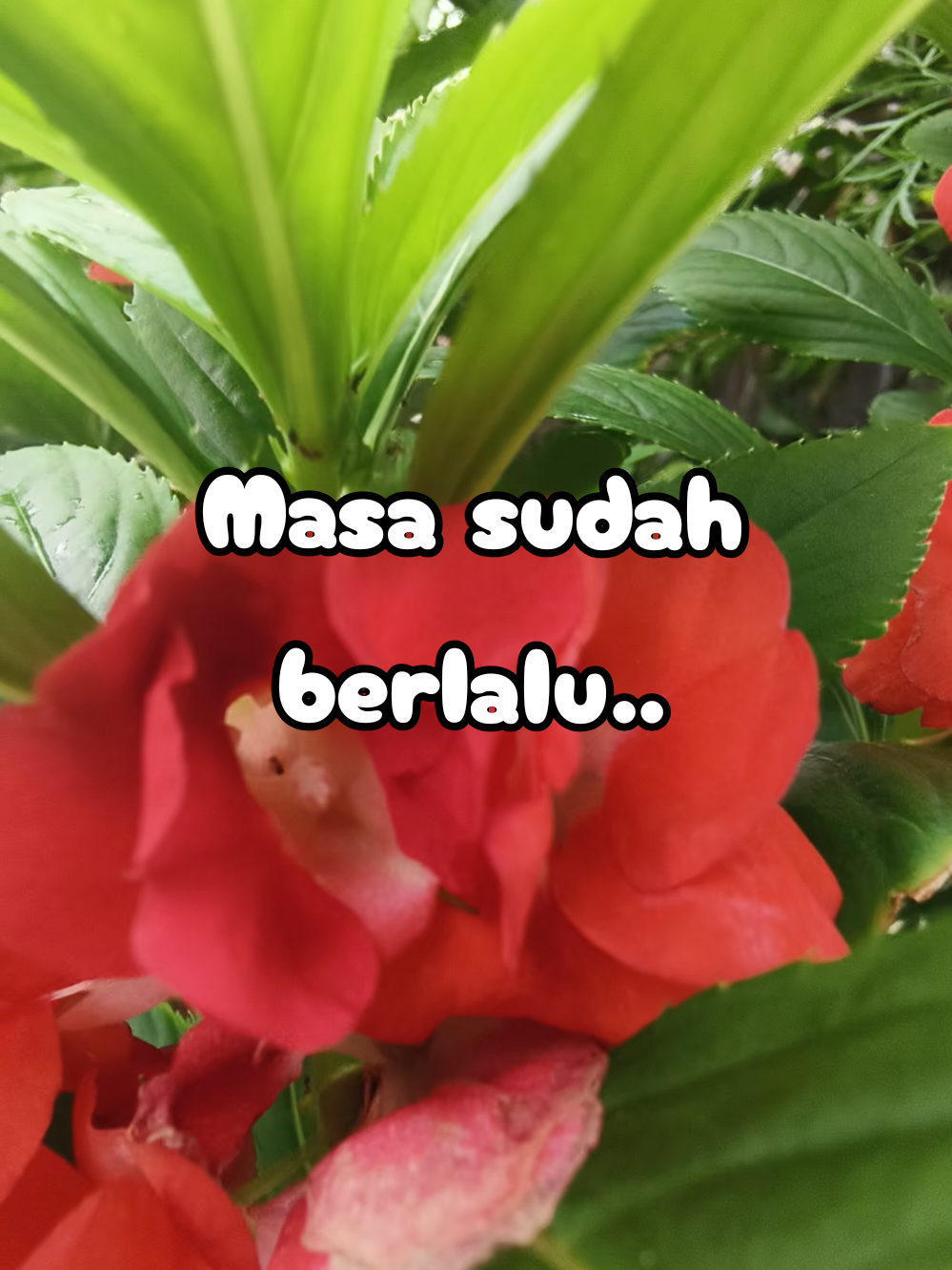 @EIZZwANRoSSY™