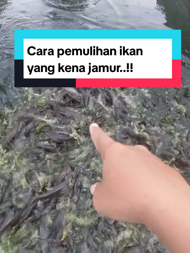 @Kang_Ewi