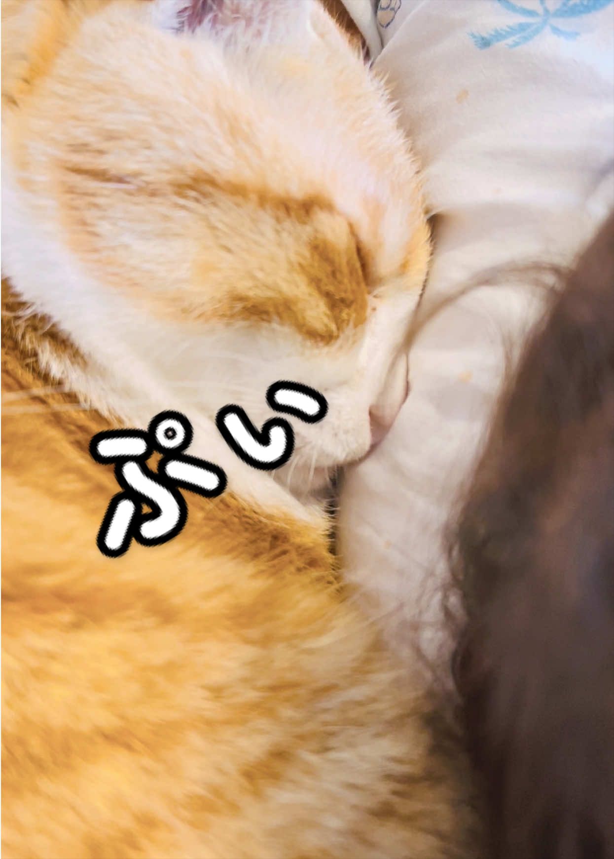 @みーこchannel
