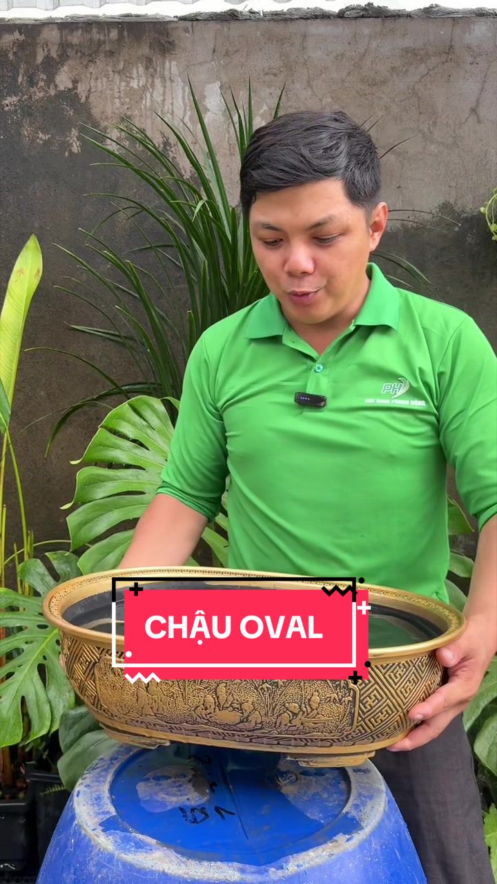 @Cây Xanh Phong Hồng