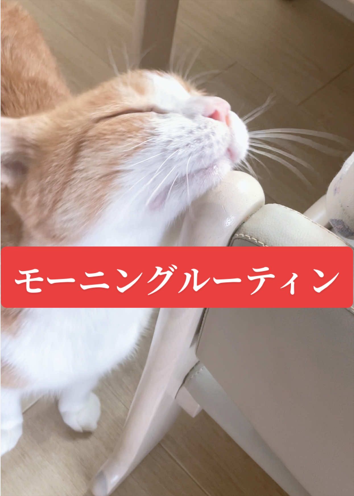 @みーこchannel