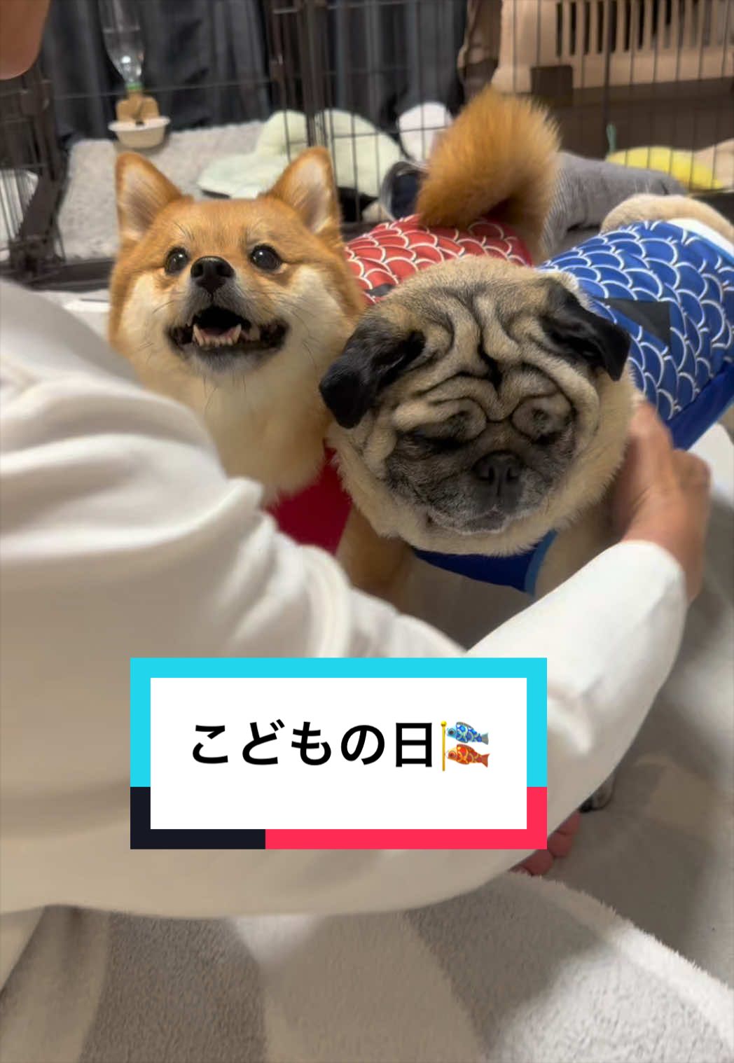 @🐶とん&ぺっぺこぺー🦊