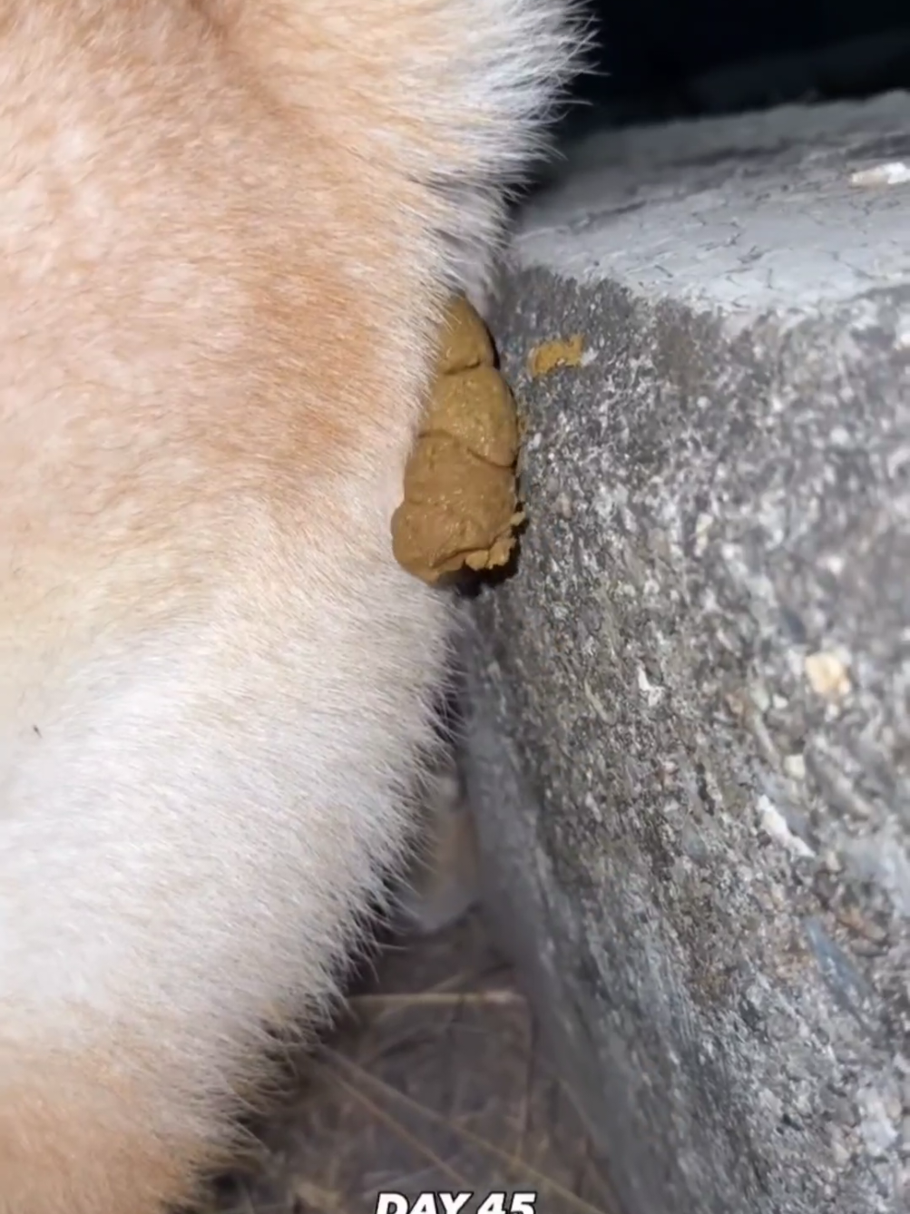 @Machiko Shiba