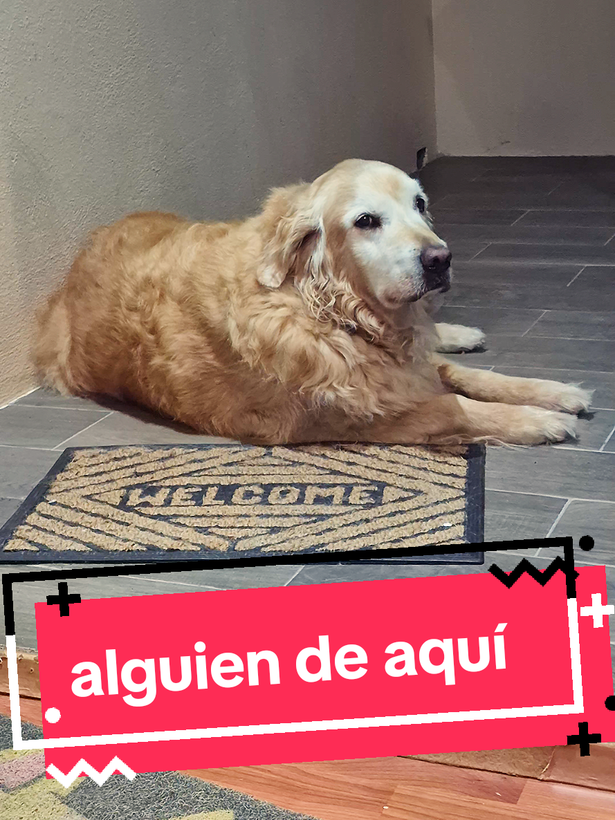 @Soy Tadeo 🦁