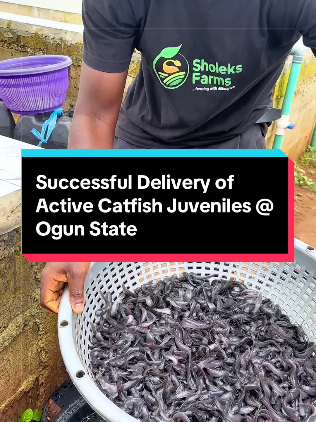 @Sholeks Farms +2347014698141