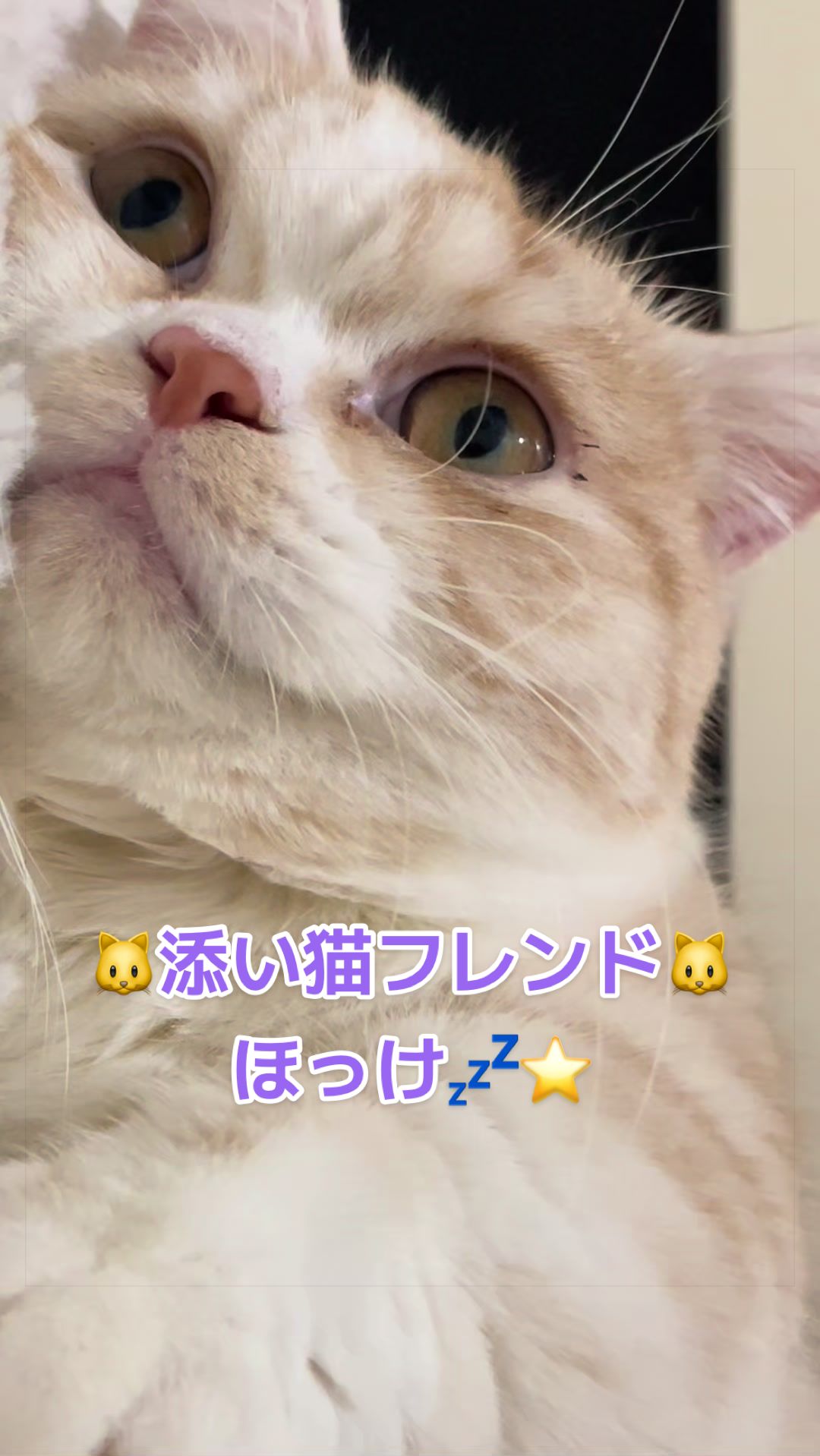 @ใปใฃใ๐๐