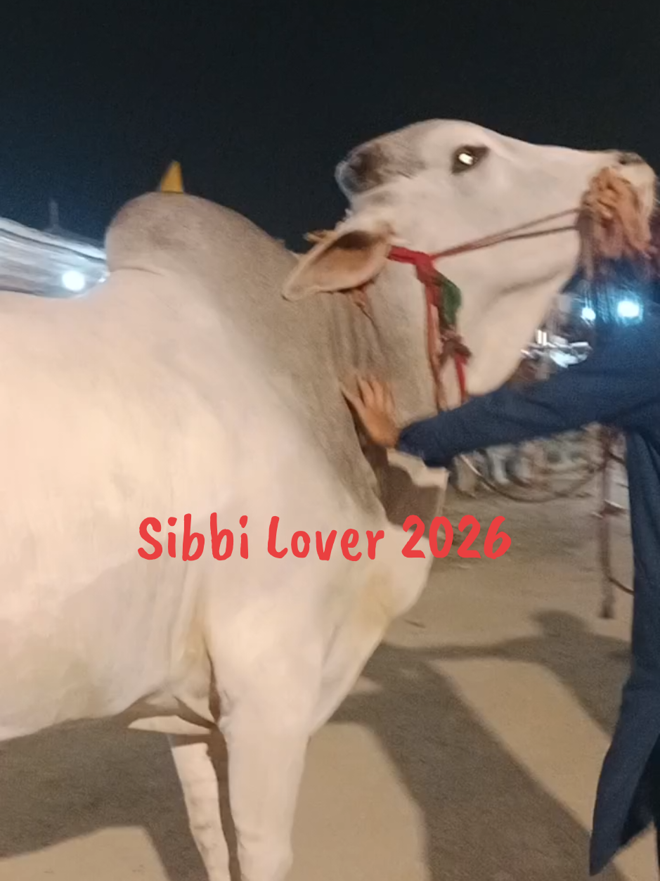 @Pasha Sahaab
