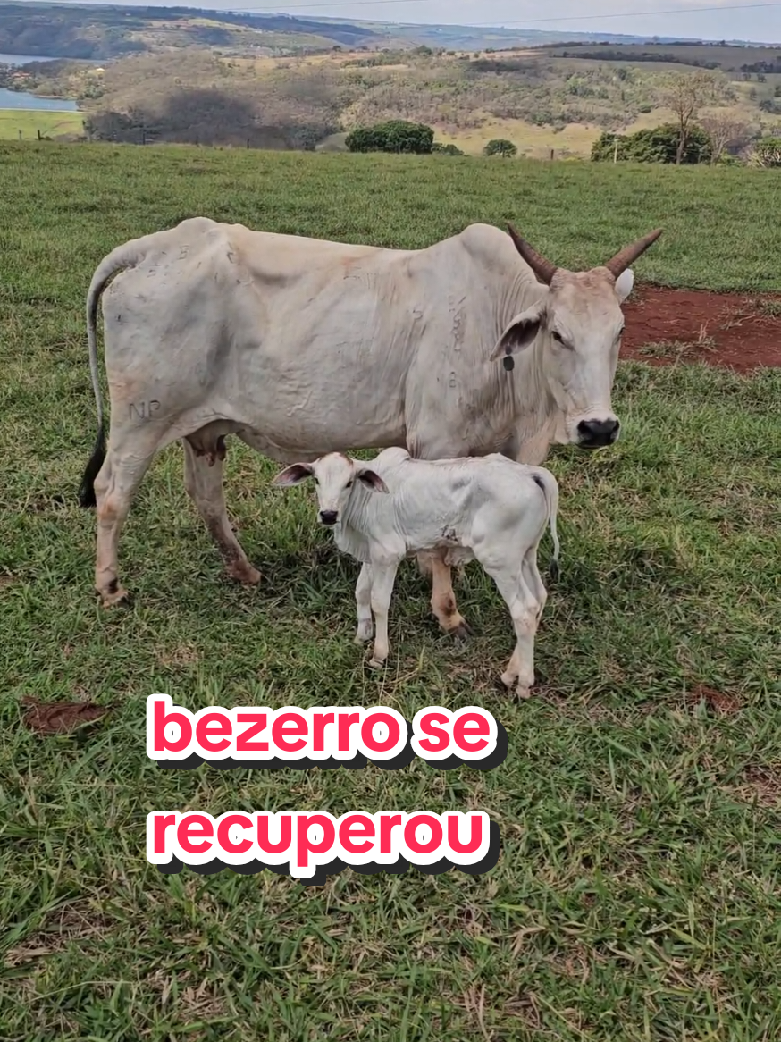 @Geovane neto