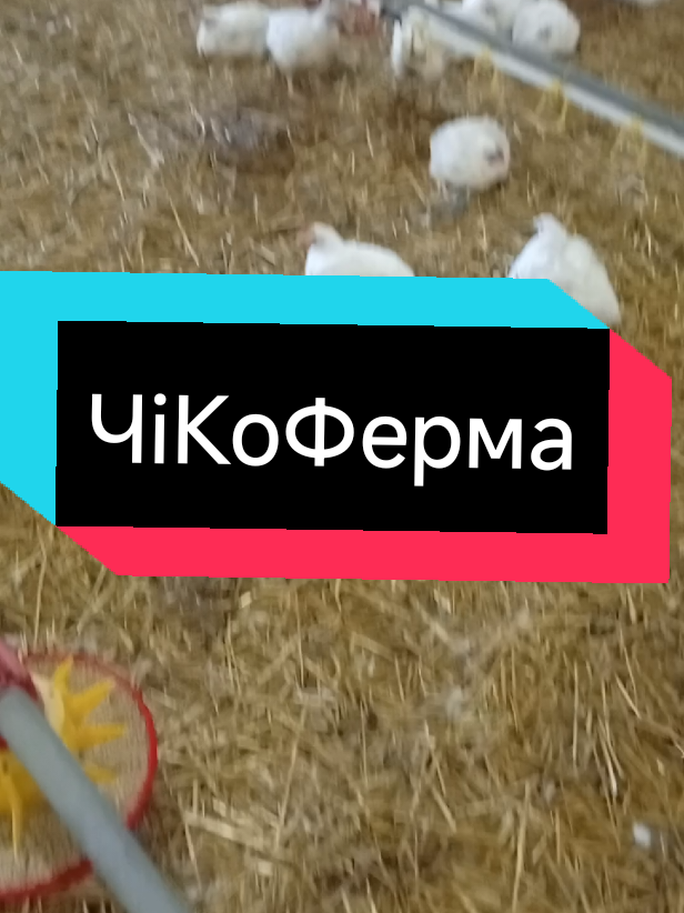 @ЧіКоФерма