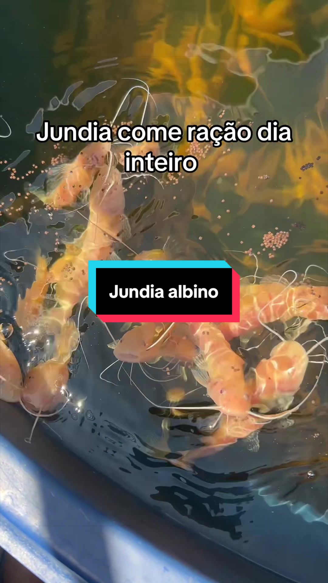 @Walter Fish